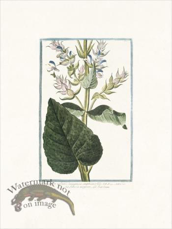 Bonelli 223 Common Sage